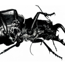 greenteaofficial avatar