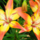 greenteawithlilies avatar