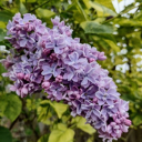 greenvillegreengirl avatar