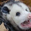 greggs-mistflower avatar