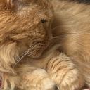 gretavirginia avatar