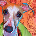 greyhoundrescuesa avatar