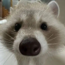 greymouse5 avatar