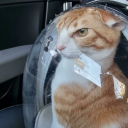 grillesscheese avatar