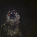 grimlock-king-of-insects avatar