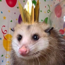 grinningopossum avatar