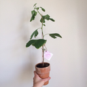 groenplanet-blog avatar