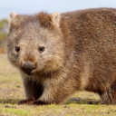 grotesquewombat avatar