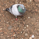 grumblin-gremlin avatar