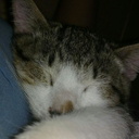 grumpychocolatelover avatar