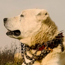 guarddogbutch avatar