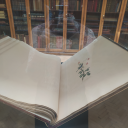 guarding-rose avatar