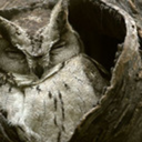 gufettogrigio avatar