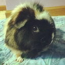 guineapigandco-blog avatar