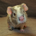 guineapigchants avatar