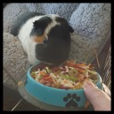 guineapigloon avatar