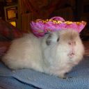 guineapigsinhats avatar