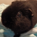 guineapigsquad avatar