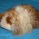 guineapigss-blog avatar