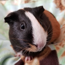 guineapigstolove avatar