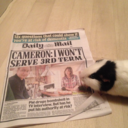 guineapigsversusthedailymail avatar