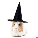 guineapigwitch avatar