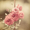 gulerekmutluolan avatar