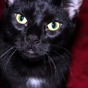 gummysqueethebuilder avatar