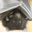 gyumolcsdenever avatar