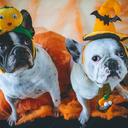 hailtothepumpking avatar