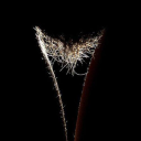 hairy-triangle avatar