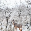 haley-protega avatar