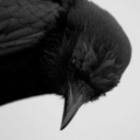 halfadozencrows avatar