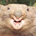 hangrywombat avatar