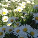 hanne-bts-blog avatar