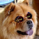 hannibal-chow-chow avatar