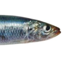 hansscrapspaper avatar