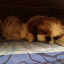 happy-golucky avatar