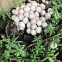 happy-packrat avatar