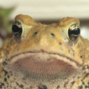 happytoads avatar