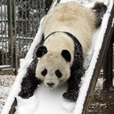 harleyquinnj6 avatar