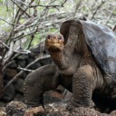 harold-the-tortoise avatar