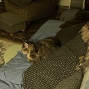 harriettslibraryofsuff avatar