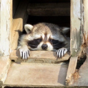 hashbrownfucker avatar