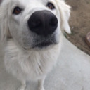 hashtaghomicide avatar