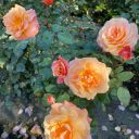 hauntedrosegarden avatar