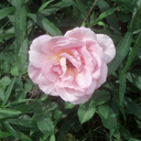 having-none-of-your-shit avatar