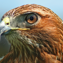 hawksnest avatar