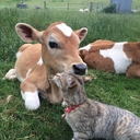 headless-scientist avatar