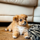 headoverheels247 avatar